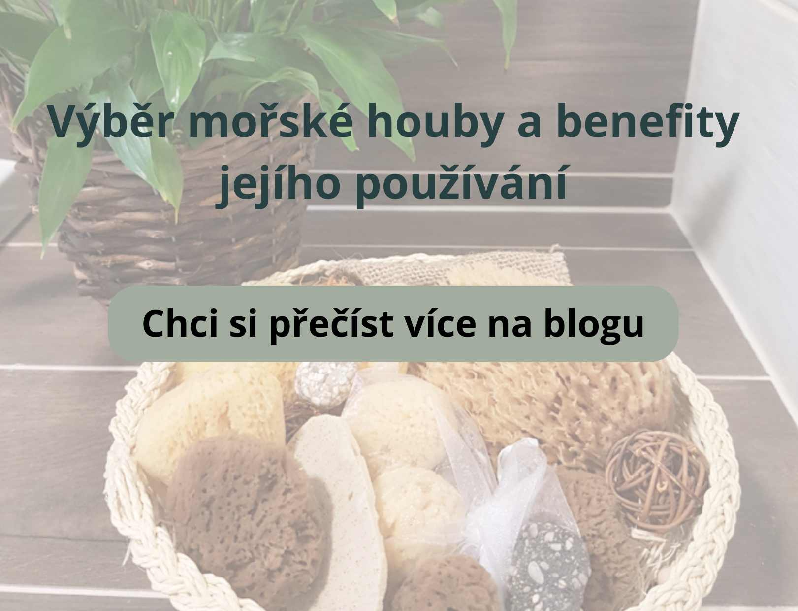 Výběr mořské houby a benefity jejího používání - blog